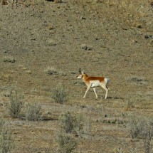 Antelope seen few miles east of FisherTowers